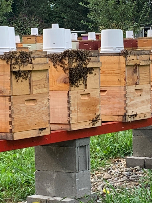 Five Frame NUC Colony - 4K Beez