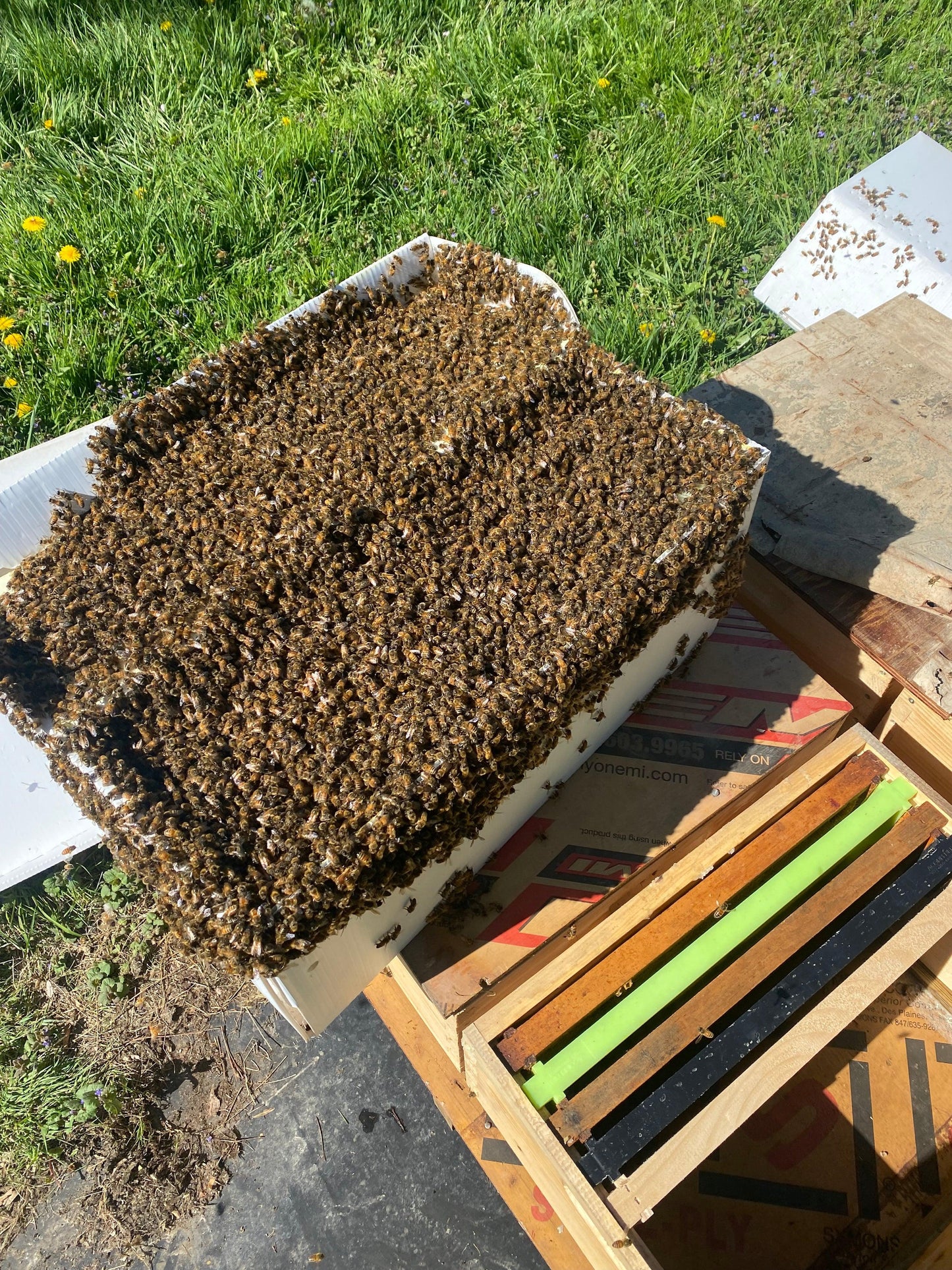 Five Frame NUC Colony - 4K Beez