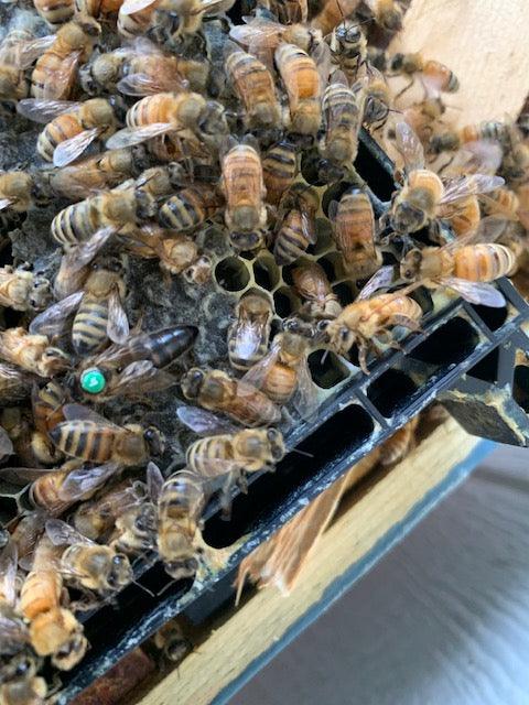 Queens – 4K Beez